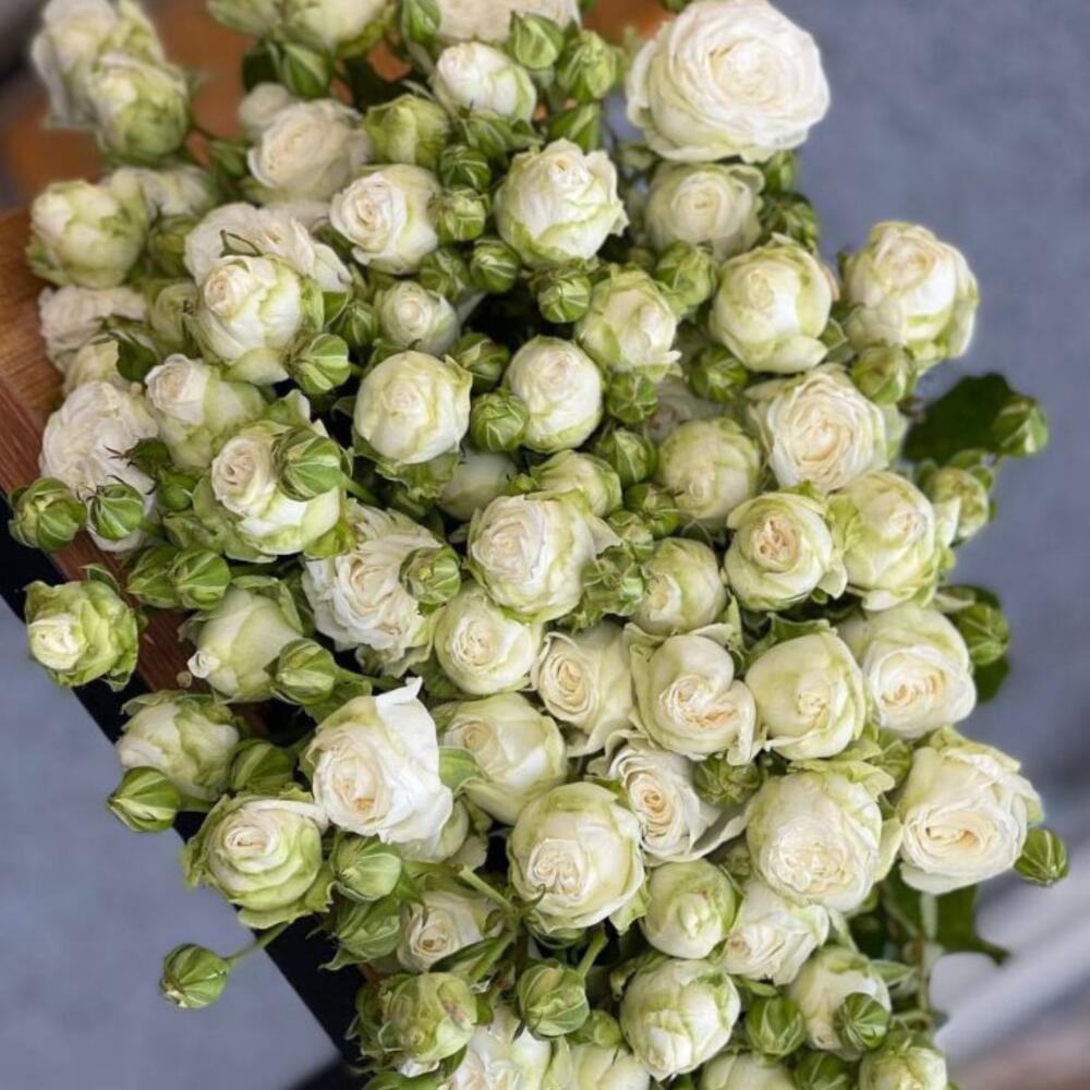 Кустовые пионовидные розы-Miss Bombastic